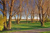 Bare Trees At Sunrise_09514